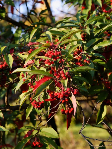 Rote Kleine Früchte Des Stranvaesia Davidiana Baumes Herbst — Stockfoto