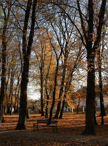 Autumn Scenery Yellow Maple Tree Leaves — Stock Photo, Image