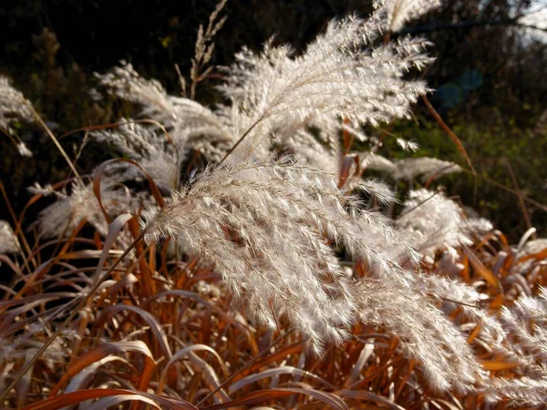 Ornamentale Erba Secca Come Decorazione Pittoresca Nel Paesaggio Prato — Foto Stock