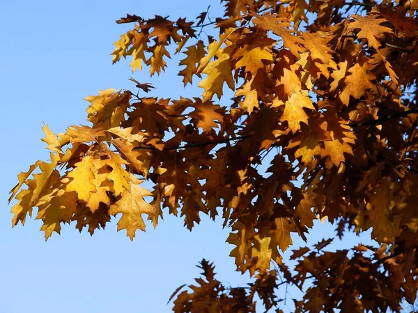 Herfst Bladeren Van Rode Eik Boom Schilderachtig — Stockfoto