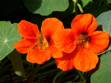 Lark-topuk-tropacolum bitkisinin turuncu çiçeği