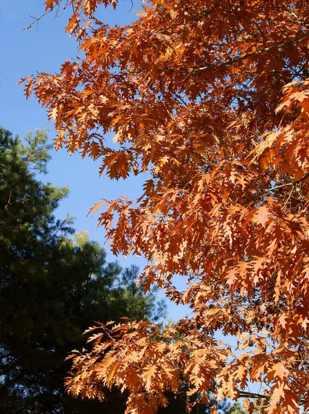 Autumn Leaves Red Oak Tree Scenic — Stock Photo, Image