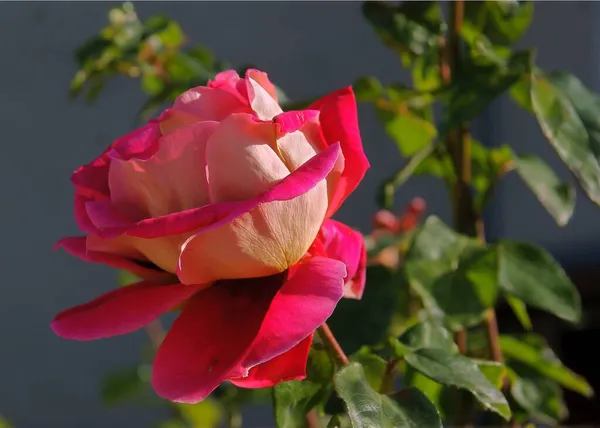 Rosa Bonita Roseblooming Jardim — Fotografia de Stock