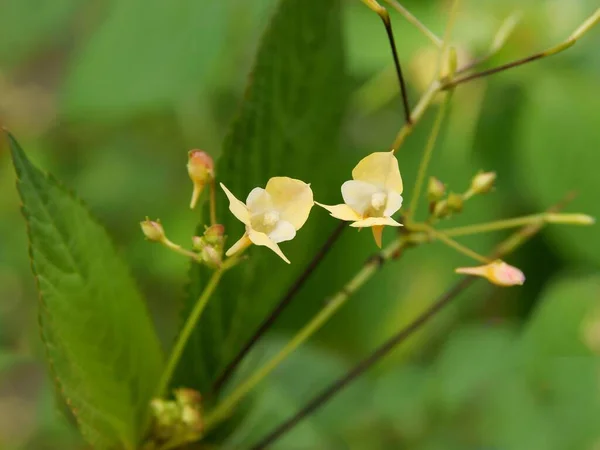 Żółte Małe Kwiaty Impatiens Parviflora Dzika Roślina Makro — Zdjęcie stockowe