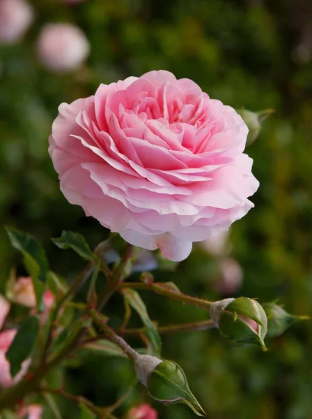 Pěkná Růžová Růže Kvetoucí Zahradě — Stock fotografie