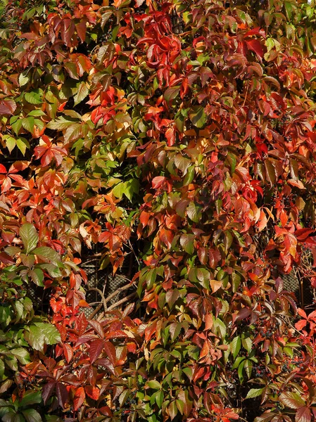 Planta Trepadeira Parthenocissus Quinquefolius Com Folhas Vermelhas Outono — Fotografia de Stock