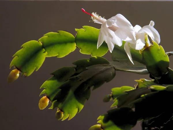 エピフィラムの白い花ブリストル クィー鉢植え — ストック写真
