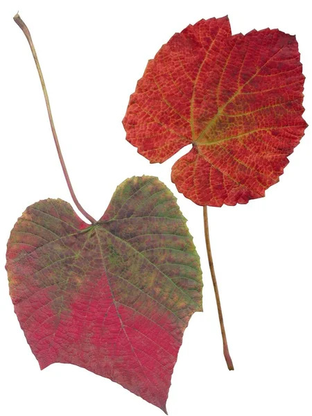 Rote Und Grüne Blätter Von Aristolochia Macrophylla Isoliert — Stockfoto
