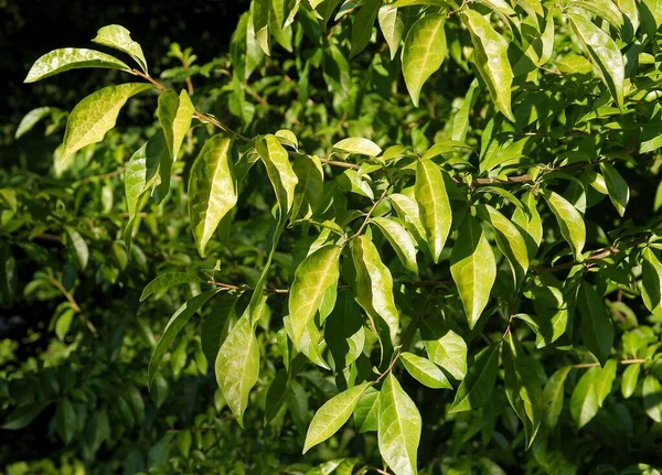 Gröna Blad Orixa Japonica Träd Närbild — Stockfoto