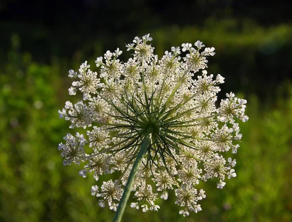 Białe Kwiaty Dzikiej Marchewki Latem — Zdjęcie stockowe