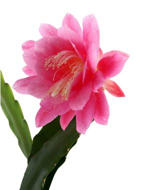 Pembe çiçek ve beyaz Epiphyllum crenatum poleni. Yakın çekim.