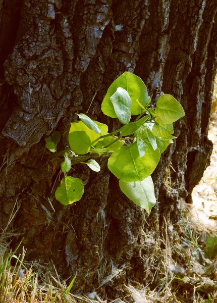 Álamo Con Follaje Verde Escénico — Foto de Stock