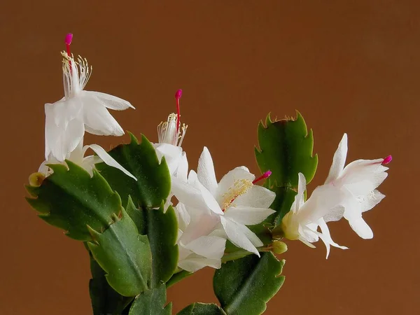 白い花エピフィヨムの赤い雌しべが植物を閉じます — ストック写真