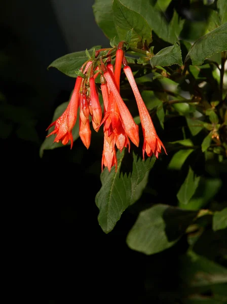 罗尼卡拉 布朗尼的红色长花 攀爬植物靠拢 — 图库照片