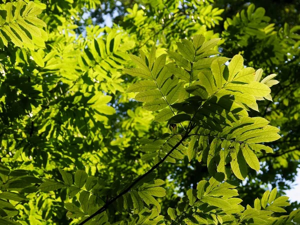 Hojas Verdes Del Árbol Asiático Pterocarya Fraxinifolia —  Fotos de Stock