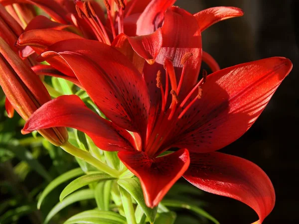 Flor Vermelha Lírio Jardim — Fotografia de Stock