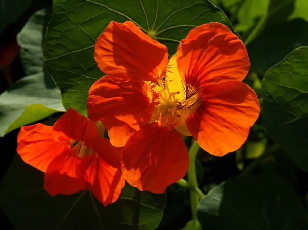 Πορτοκαλί Άνθη Του Κορυδαλλού Tropacolum Nasturtium Αναρριχητικό Φυτό Κοντά — Φωτογραφία Αρχείου