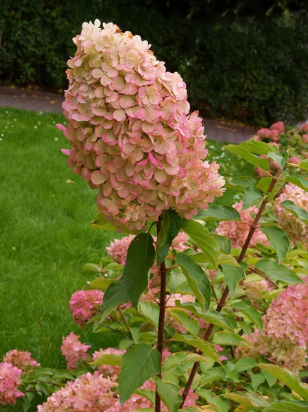 Dość Duże Kwiaty Krzewu Hortensji Ogrodzie — Zdjęcie stockowe