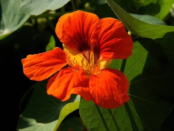 Orange Flowers Lark Heel Tropacolum Nasturtium Climbing Plant Close — Stock Photo, Image