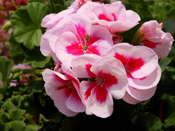 Rosa Und Rote Hübsche Geranienblüten Aus Nächster Nähe — Stockfoto