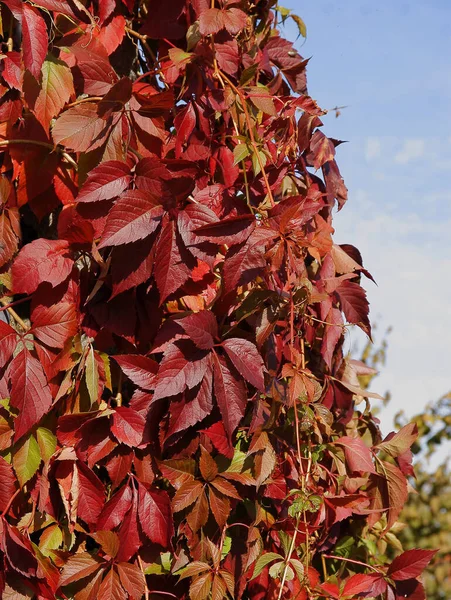 Rödbrunt Lövverk Parthenocissus Quinquefolius Klätterväxt — Stockfoto