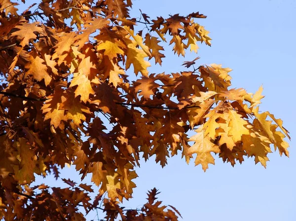 Feuilles Brunes Chêne Rouge Automne — Photo