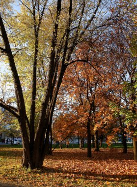 Sonbahar manzarasında yaprak döken ağaçların sarı ve turuncu yaprakları