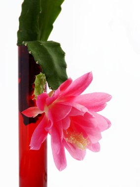 Lezzetli Epiphyllum crenatum beyaz polenleri ile güzel pembe çiçek