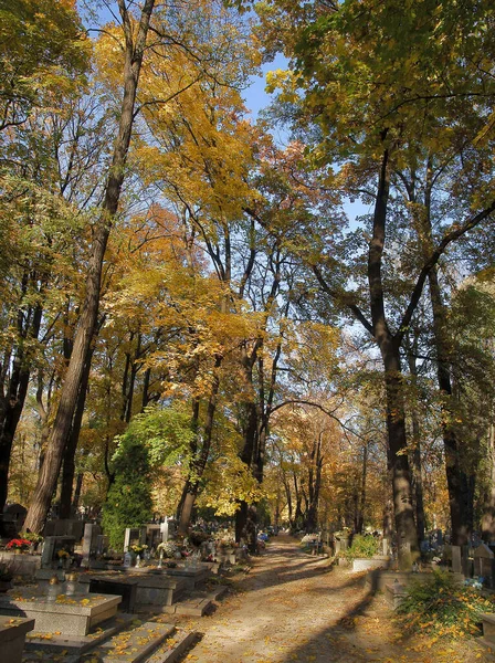 Folhagem Amarela Laranja Árvores Caducas Outono Cênica — Fotografia de Stock