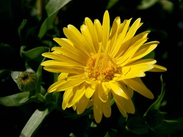 Gul Och Orange Ringblomma Blommor Närbild — Stockfoto