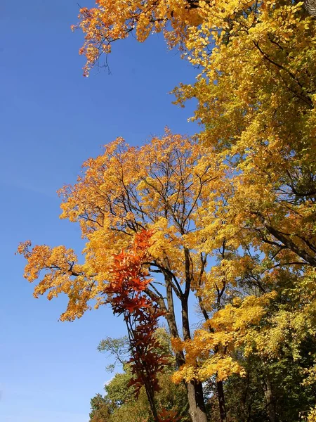 Желтая Оранжевая Листва Лиственных Деревьев Осенью — стоковое фото