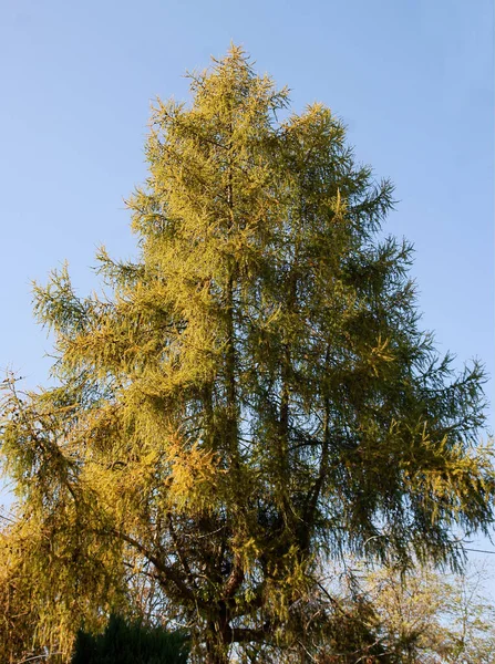 Pohon Larch Dengan Jarum Kuning Musim Gugur — Stok Foto