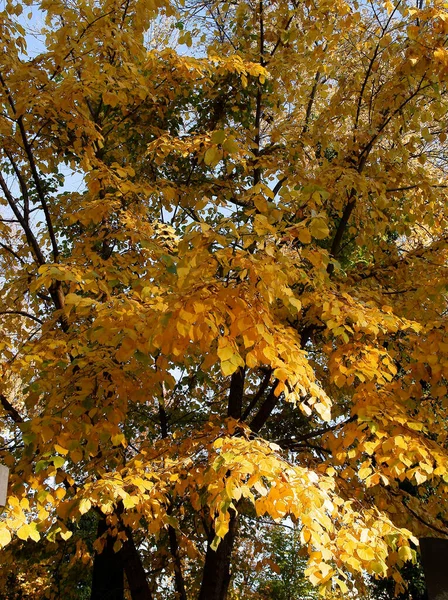 Geel Oranje Blad Van Loofbomen Herfst Schilderachtig — Stockfoto