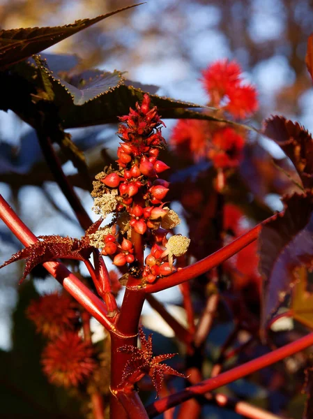 Castor Planta Frijol Con Flores Rojas Brotes Otoño — Foto de Stock