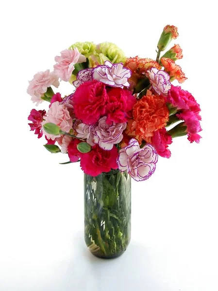 Posy Pretty Multicolor Carnations Isolated — Stock Photo, Image
