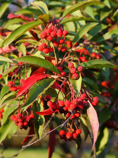 Stranvaesia Davidiana Träd Med Röda Frukter Och Blad Hösten — Stockfoto