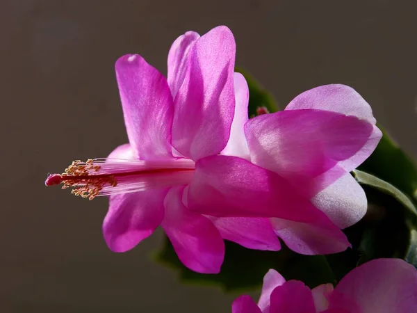 Flores Bonitas Folhas Schlumbergera Suculento Epifyllum Close — Fotografia de Stock