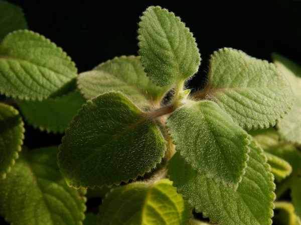 Folhas Verdes Hirsutum Hortelã Africana Coleus Amboinicum — Fotografia de Stock