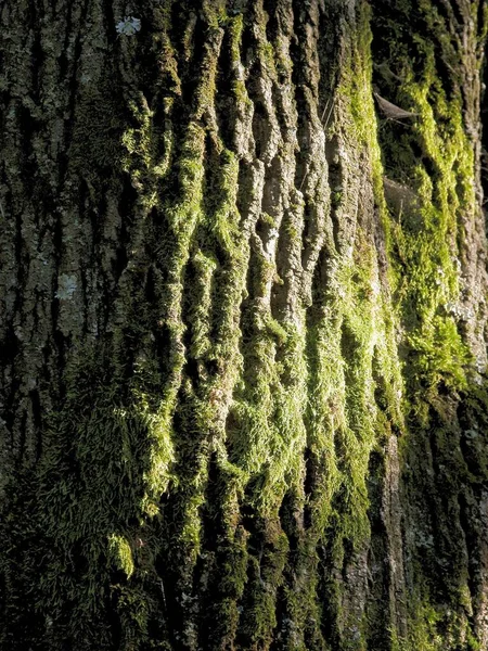 Tronco Casca Árvore Caduca Musgo Verde — Fotografia de Stock