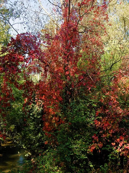 Альпинистское Растение Parthenocissus Quinqquefolius Красной Листвой Осенью — стоковое фото