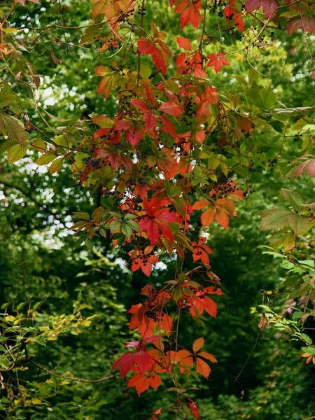 Скелелазіння Рослина Парфеноцис Квазікефолій Червоним Листям Восени — стокове фото