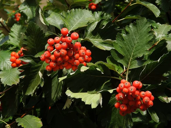 Cachos Bagas Vermelhas Sorbus Intermedia Árvore Outono — Fotografia de Stock