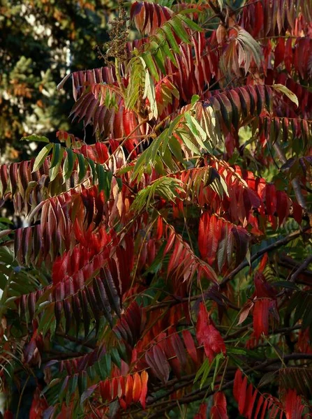 Folhas Vermelhas Multicoloridas Sumagre Autumm — Fotografia de Stock