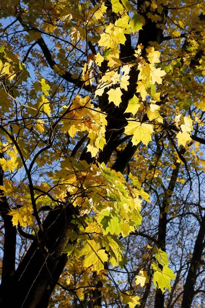 Esdoorn Bomen Met Gele Herfstbladeren Schilderachtig — Stockfoto