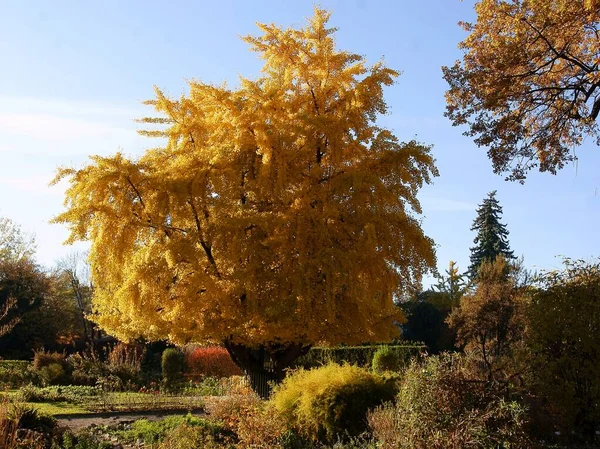 Ginkgo Biloba Sonbaharda Sarı Yapraklı Diğer Ağaçlar — Stok fotoğraf