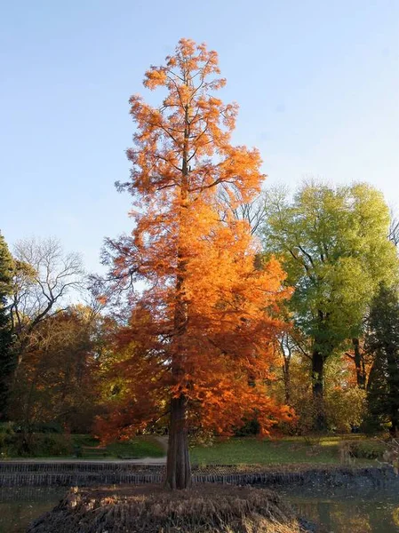 Bald Cypress Taxodium Distichum Tree Orange Leaves Park — Stock Photo, Image