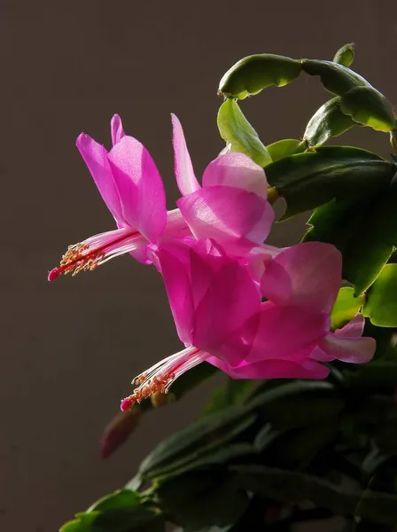 Красивые Цветы Листья Schlumbergera Succulent Epifyllum Close — стоковое фото