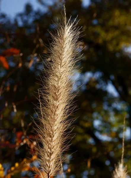 Semi Secchi Gialli Erba Ornamentale Autunno — Foto Stock