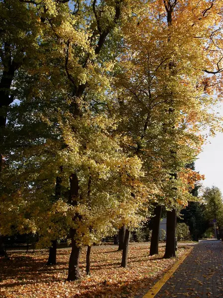 Autumn Scenery Och Trees Park — Stockfoto