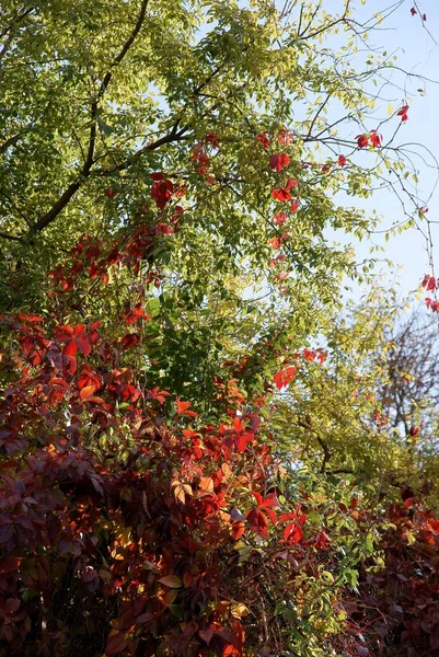 Zakład Wspinaczkowy Parthenocissus Quinqquefolius Czerwonymi Liśćmi Jesienią — Zdjęcie stockowe
